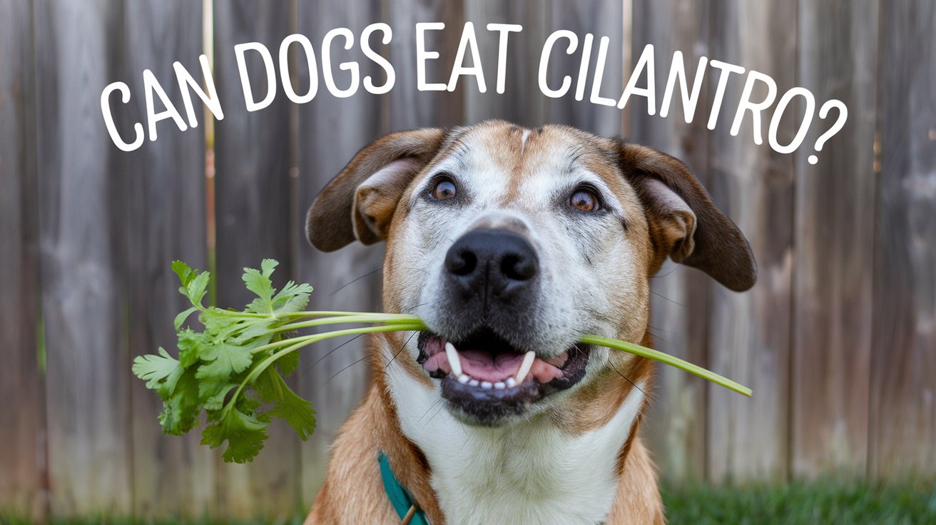 Can Dogs Eat Cilantro?