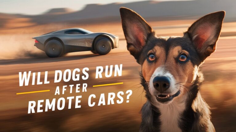 Will Dogs Run After Remote Car?