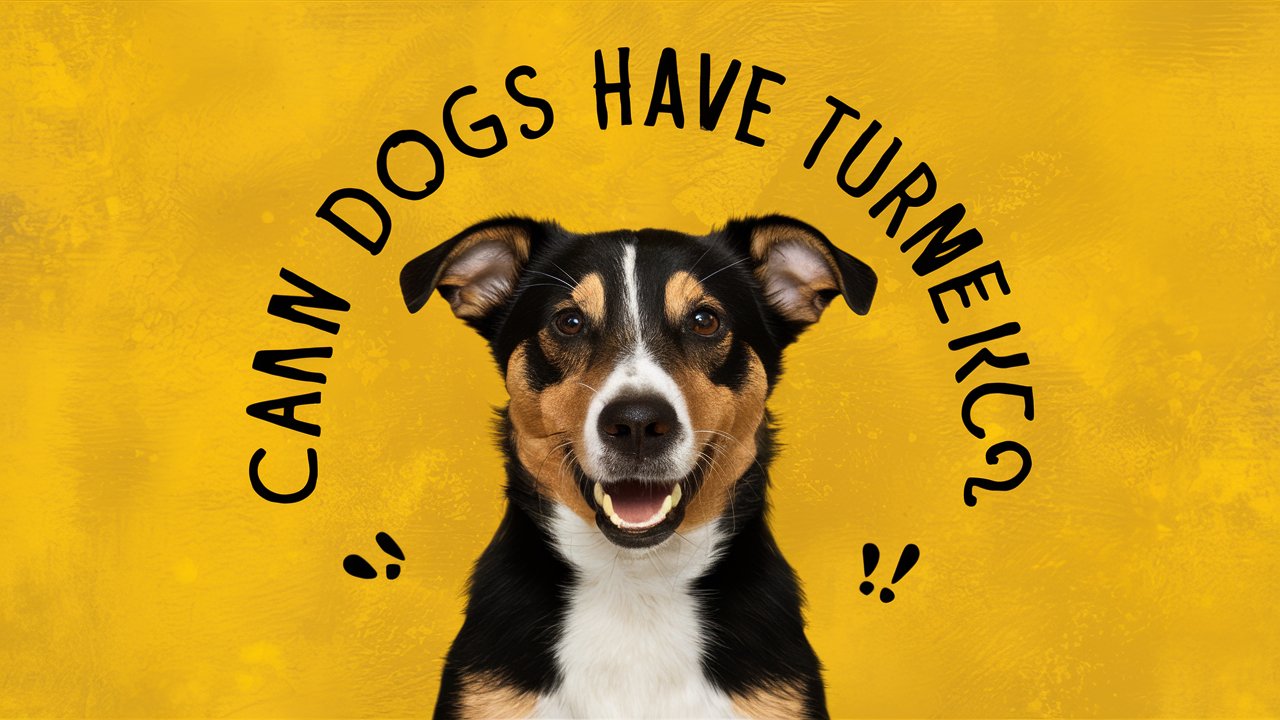 Can Dogs Have Turmeric? 