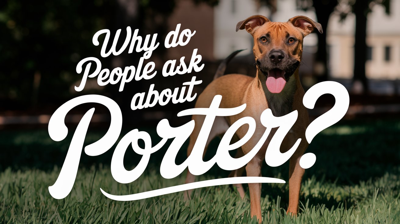 Is Porter A Dog Breed?