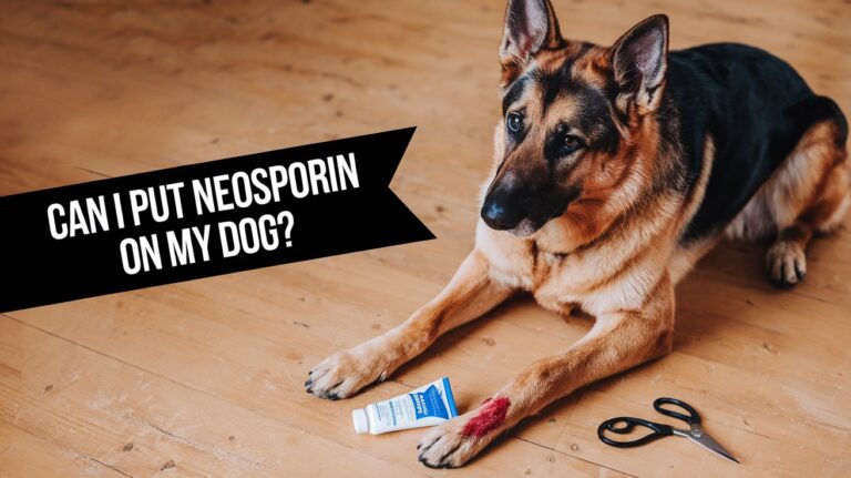 Can I Put Neosporin on My Dog?