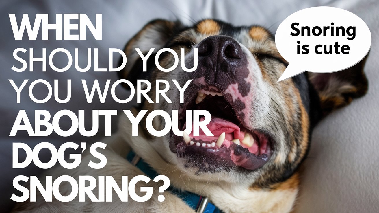 Why Do Dogs Snore